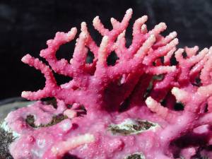 Foto: Alberto Lindner/NOAA