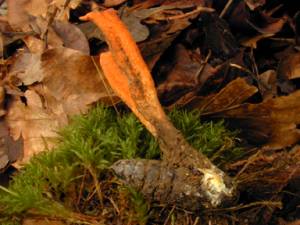 Foto: © Malcolm Storey, 2001, http://www.bioimages.org.uk/